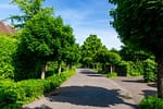 Well-maintained tree-lined street showcasing professional landscaping services in Union Grove.