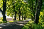 Tree-lined park pathway showcasing professional landscaping services in Shorewood.