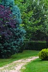 Landscaped garden with mature evergreen trees, shrubs, lawn, and a gravel pathway.