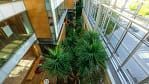 From above, the pandanus tree and surrounding beds offer a stunning overview of the entire interiorscape. This view reveals the layout’s thoughtful design and the ongoing care required to keep it vibrant.