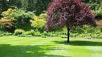 A landscaped garden view with flowering shrubs and a stone pathway leading into lush greenery — great for representing professional landscaping services.