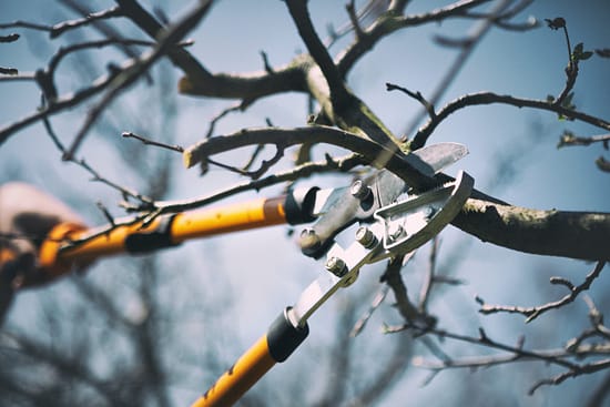pruning a tree in winter