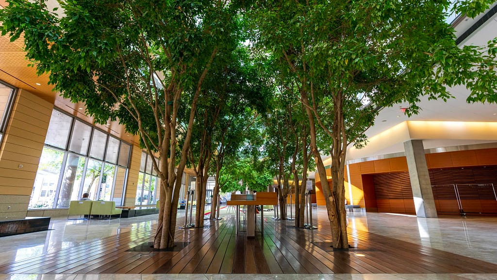 Ficus trees anchor the garden’s core, bringing vertical greenery and a forest-like feel to the building’s interior. Their health is maintained through precise irrigation and regular pruning.
