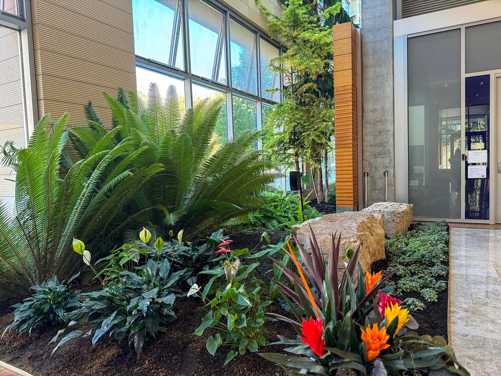 Cycads add height to the back of the garden while flowering plants and groundcover fill the foreground. Built-in irrigation and ample light help every plant thrive—key to long-term commercial interiorscape maintenance.